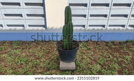 The green cactus plant in the center of the photo frame. A cactus planted in a black pot in a small garden

