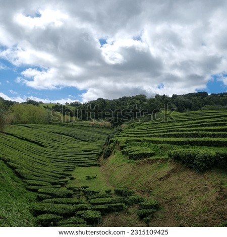 Magical Views of Cha Gorreana tea factory plantation in green summer colours on Sao Miguel island of Azores, Portugal