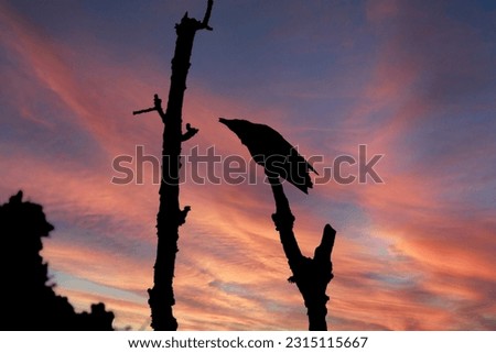 Silhouettes from four black birds. Behind the birds you see a amazing sunset. Perfect collections from four black birds