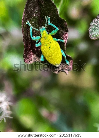Gold dust weevil beetle on a leaf in macro view with blurry background