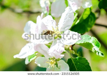 Bumblebee picking nectar on white flower of apple, cherry, apricot tree in green garden.macro nature landscape in summer, spring of honey bee. wildlife postcard