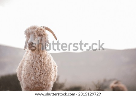 An angora goat standing in the karoo feldt with the afternoon evening sun setting in on a sunny day. Royalty-Free Stock Photo #2315129729