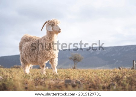 An angora goat standing in the karoo feldt with the afternoon evening sun setting in on a sunny day. Royalty-Free Stock Photo #2315129731