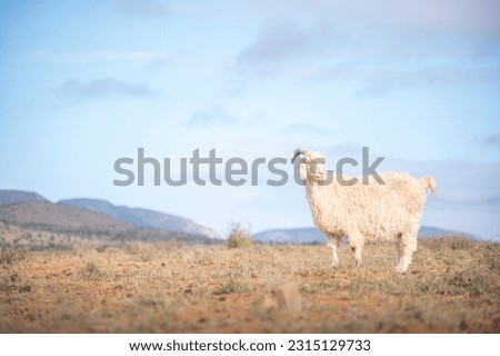 An angora goat standing in the karoo feldt with the afternoon evening sun setting in on a sunny day. Royalty-Free Stock Photo #2315129733