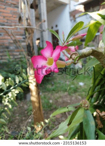 Pink adenium obesum flower in bloom. 