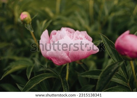 A beautiful open pink peony in the garden. Close-up of pink peonies on a green background. Space for text. Authentic shot.