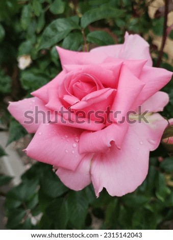 Beautiful pink rose near house in Prague.