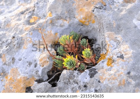 Drought-resistant succulent plants in a rock fissure on the Kazantip plateau in eastern Crimea Royalty-Free Stock Photo #2315143635
