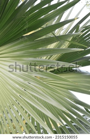 Green palm leaves have many lobes.