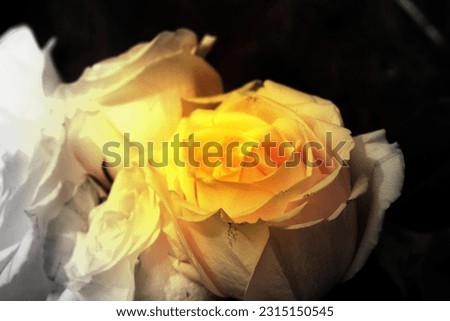 
yellow rose black and white with colour focus 