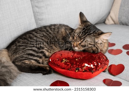 Cute young cat sleeping among red hearts on couch, cat's valentine's day. Royalty-Free Stock Photo #2315158303