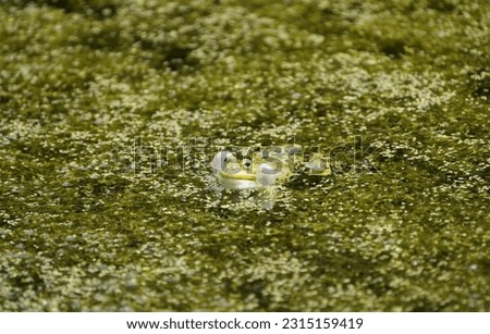 Pond frog in mating mood. (Pelophylax kl. esculentus) is a European species of frog in the Ranidae family. Hanover – Berggarten, Germany. Royalty-Free Stock Photo #2315159419