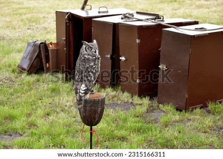 A close up on a hawk or an owl used for hunting and scouting sitting on a small drum like container made out of wood and leather seen on a sunny summer day on a vast lawn, field, or meadow in Poland