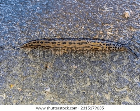 A medicinal leech in the city of Skara, Vastra Gotaland county, Sweden Royalty-Free Stock Photo #2315179035