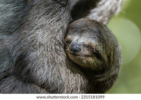 Close-up of a three-toed sloth (Bradypus tridactylus), in Manuel Antonio National Park, Costa Rica
