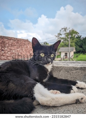 Asian kitten photography, cute black kitten sitting on roof building against residential area background with clear sky