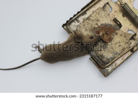 a mouse in a mousetrap