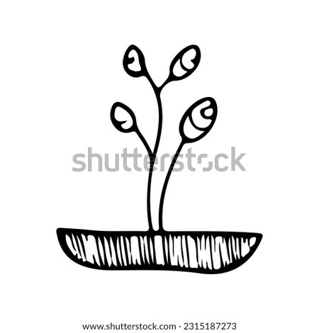 A plant in a pot, doodle houseplant, simple naive hand drawing, editable black contour, isolated on white background