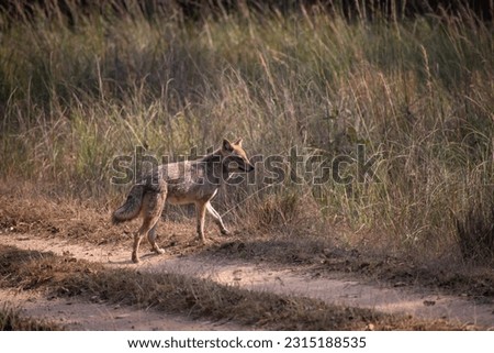 Coyote as spotted in Kanha Tiger Reserve, India.