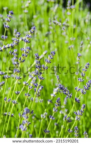 Summer sunny day.
Beginning of lavender bloom.The background is blurry.Copy space.