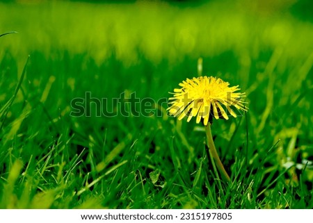 Nature, grass and yellow dandelion in field for natural beauty, spring mockup and blossom. Countryside, plant background and closeup of flower for environment, ecosystem and fauna and flora in meadow Royalty-Free Stock Photo #2315197805