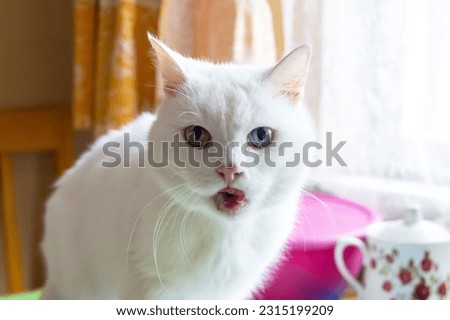 White cat with different eyes closeup, funny emotion