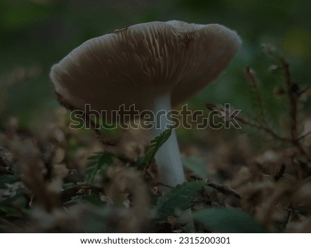 Mushrooms grow on green grass