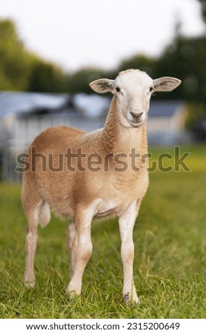 Light beige Katahdin sheep lamb standing on a green field Royalty-Free Stock Photo #2315200649