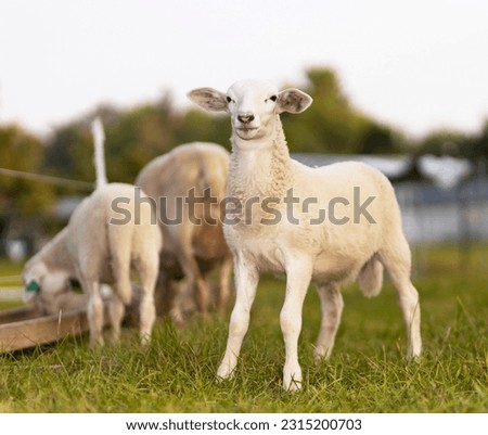 White Katahdin sheep lamb standing on a green field Royalty-Free Stock Photo #2315200703