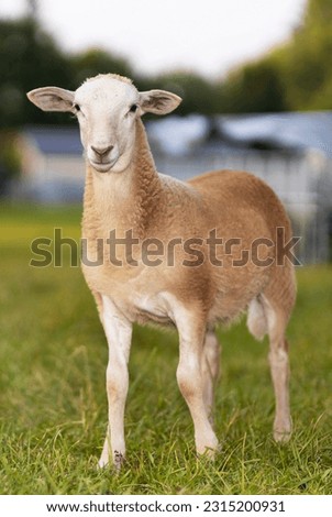 Beige Katahdin sheep lamb standing on a green field Royalty-Free Stock Photo #2315200931