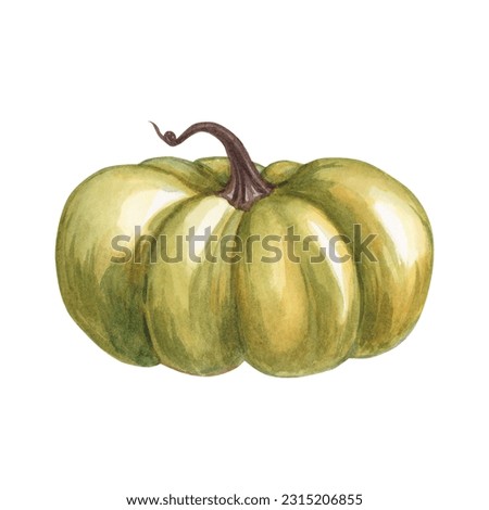 Pumpkin isolated on white background. Watercolor hand drawn illustration green pumpkin. Clipart for cards and invitations for autumn and Halloween