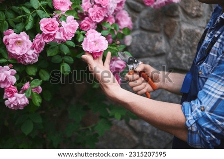 Close-up. Selective focus on hands of gardener-florist, horticulturist using garden scissors, cuts beautiful roses in a flowering bush, caring for the courtyard of estate. Floriculture. Horticulture Royalty-Free Stock Photo #2315207595