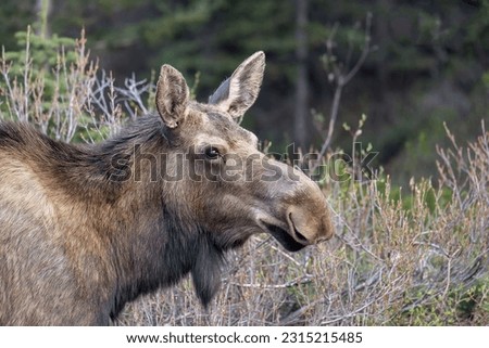 Charming wild elk without horns on a forest background close-up