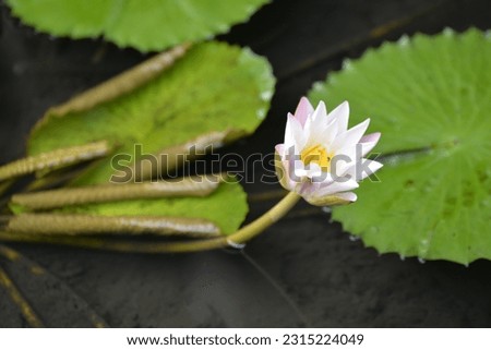 There is a Pygmy water - lily flower.This picture was taken in "Deepa Uyana " national park Sri Lanka on 25 th December  2019.