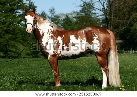 American paint horse standing on meadow Royalty-Free Stock Photo #2315230069