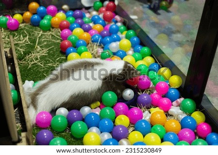 Skunk pets in colorful ball pools 