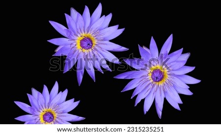 Beautiful blue lotus flower (Nymphaea caerulea) that known as blue Egyptian lotus or blue water lily or sacred blue lily with black background. Isolated on black Royalty-Free Stock Photo #2315235251