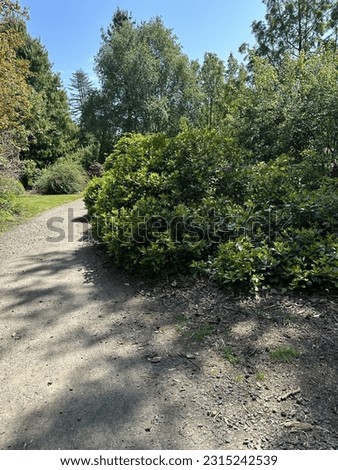 Dense green  foliage and beautiful sunny day in a park