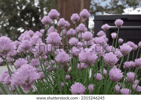 Chive blossoms in pot on patio