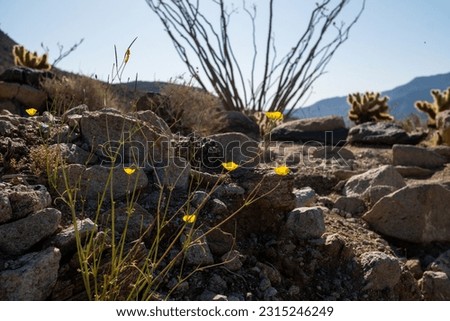 anza borrego state park yellow joshua tree poppy