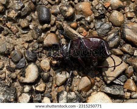 Dead Black Beetle Close Up On stone Background