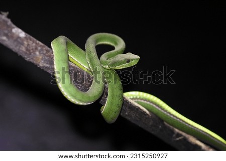 green snake resting on a branch