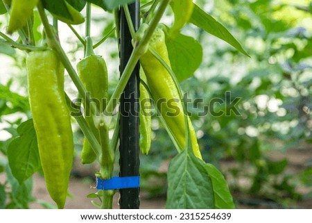 Homegrown pepper plants grown in a home greenhouse with biological methods. Installed automated drip irrigation system. Home gardening. Botany.