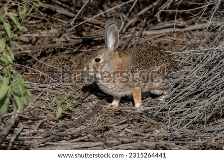 Cottontail in the brush. Desert Cottontail  (Sylvilagus audubonii) are a common Lagomorph species on the Southwestern United States. Their large ears help support thermoregulation, keeping them cool Royalty-Free Stock Photo #2315264441