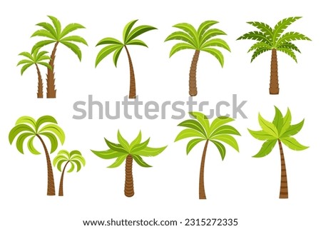 plam tree and coconut trees isolated on white background