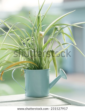 Grass in a  pot on Natural background