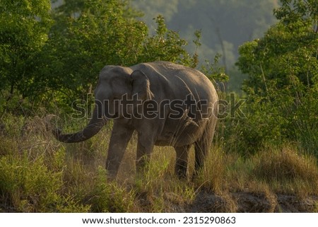 Indian Wild Elephants in the Forest  