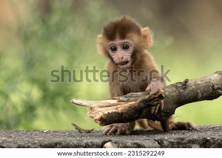 Cute baby monkey playing in Indian Forest Royalty-Free Stock Photo #2315292249