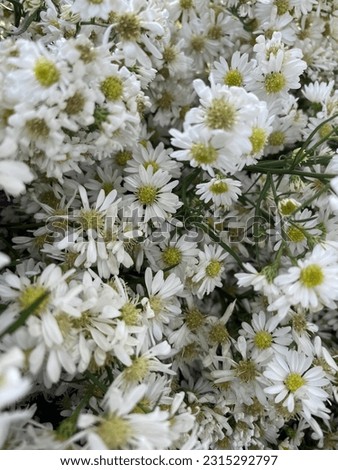 white flowers that symbolize many things, such as hope, purity, and patience