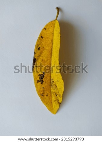 Dried serikaya leaves and white background